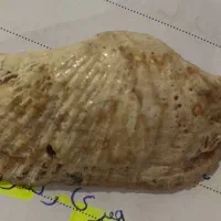 فسیل|کلکسیون اشیاء عتیقه|مشهد, خاتم الانبیا|دیوار