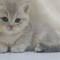 شهر گربه بریتش