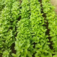 ریحان گلخانه ای|عمدهفروشی|تربتحیدریه, شهرک ولیعصر|دیوار