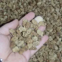 توت خشک عمده و کیلویی تازه