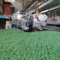 تخم نطفه دار جاپنیز|حیوانات مزرعه|اصفهان, سروستان|دیوار