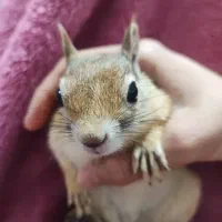 جفت همستر رام