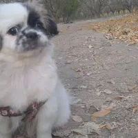 تولع سگ پنج ماه|سگ|گلبهار, شهر جدید گلبهار|دیوار