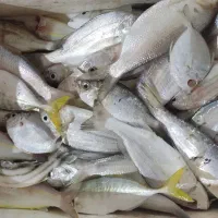 ماهی مخلوط صید امروز