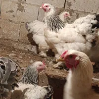 تخم نطفه دار برهما ۵۰  و جوجه برهما ۲۰۰