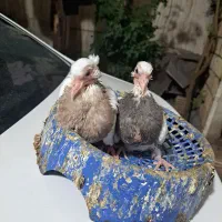 جفت طوقی با جوجه هاشون