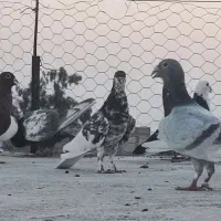 یال سیاه غرق گل سرخ