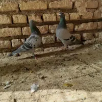 کبوتر عراق ۲۰۲۴