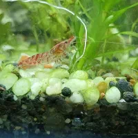 شریمپ و گوپی