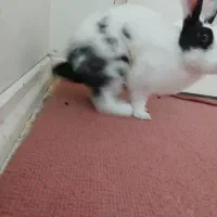 خرگوش گمشده در رستوران ریتاج مژدگانی دریافت کنید