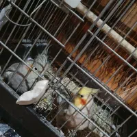 عروس هلندی مولد