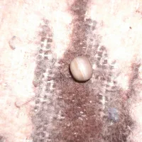 مهره کهنه عقیق سلیمانی