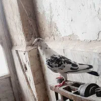 نر فروشی فریمان قابل ارسال|پرنده|فریمان, |دیوار