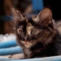 واگذاری رایگان دو‌ بچه گربه|گربه|ری, ظهیرآباد|دیوار