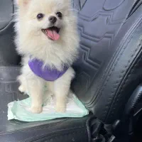 پامرانین خرسی