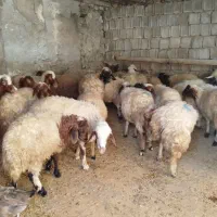 گوسفند|حیوانات مزرعه|جوانرود, |دیوار