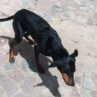 جفت دوبرمن و جفت ژرمن