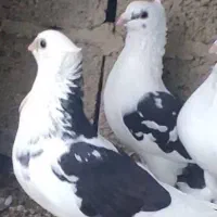 کبوتر بلژیکی