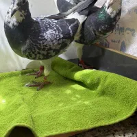 پلنگ سبز خوشگل