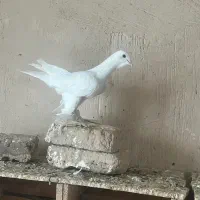 کبوتر