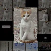واگذاری بچه گربه|گربه|قم, آزادگان|دیوار