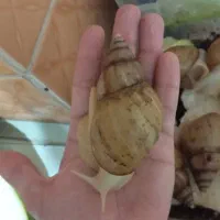 حلزون تراپی