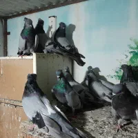 کبوتر سبز تزئینی