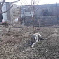 سگ نگهبانسگ