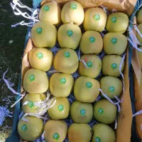 فردس نهال تضمینی