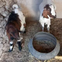 بز وبا کهره