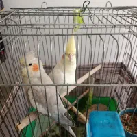 عروس هلندی دستی