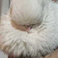 کبوتر نوکقنار جوجه و بالغ