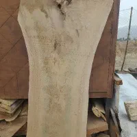 اسلب گردو کوهن سال