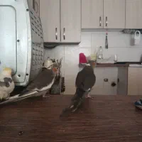 عروس هلندی|پرنده|کرج, کیانمهر|دیوار