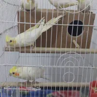 فروش عروس هلندی مولد به همراه سه عدد جوجه 4 ماهه