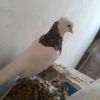 کفتر طوقی|پرنده|شیراز, دوکوهک|دیوار