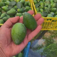 میوه فوجی تازه خوش طعم ،کیلویی ۱۰۰ تمن|خوردنی و آشامیدنی|رشت, بوسار|دیوار