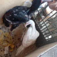 خروس و مرغ لاری جوجه ۶ ماهه