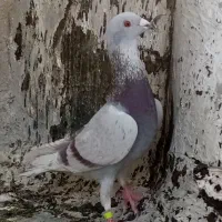 قوره ای نر|پرنده|شیراز, مسلم|دیوار