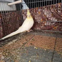 عروس هلندی ماده