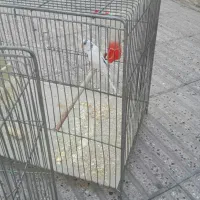 یک جفت مرغ عشق ویک عدد جوجه 8ماهه|پرنده|تهران, شمیراننو|دیوار