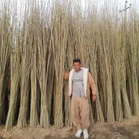 نهـال های تضمینی با باردهی ارسال اول