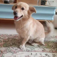 2 تا سگ گم کردم