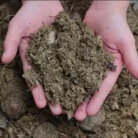 فروش کود حیوانی - بز