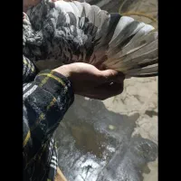 کفتر سرور هفت رنگ نر