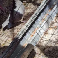 کبوتر|پرنده|سراوان, |دیوار