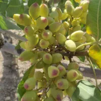 خرید پسته کال به بالاترین قیمت