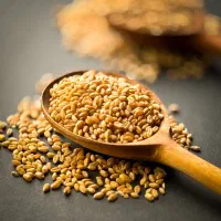 فروش استثنایی گندم میهن با کیفیت ممتاز|عمده‌فروشی|اهواز, زندوکیلی|دیوار