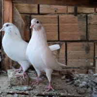 کبوتر پرشی|پرنده|کاشان, شهرک امیرالمومنین|دیوار