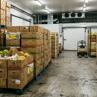 واردات و تامین مستقیم موز تازه مشهد